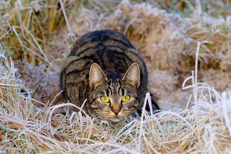 Jsou kočky masožravci? Co potřebujete vědět