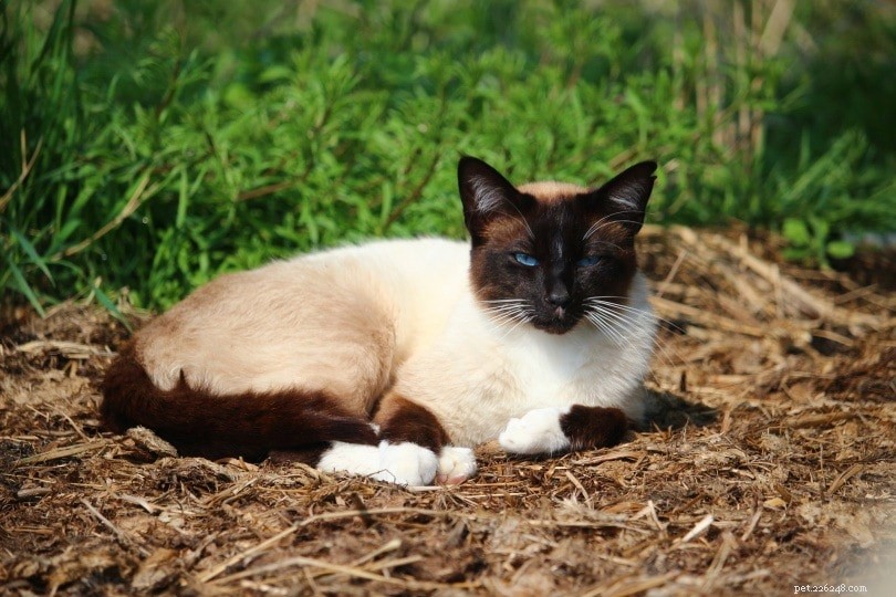 6 пород амбарных кошек, подходящих для фермы (и преимущества)