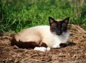 6 races de chats de grange adaptées à la ferme (et aux avantages) 
