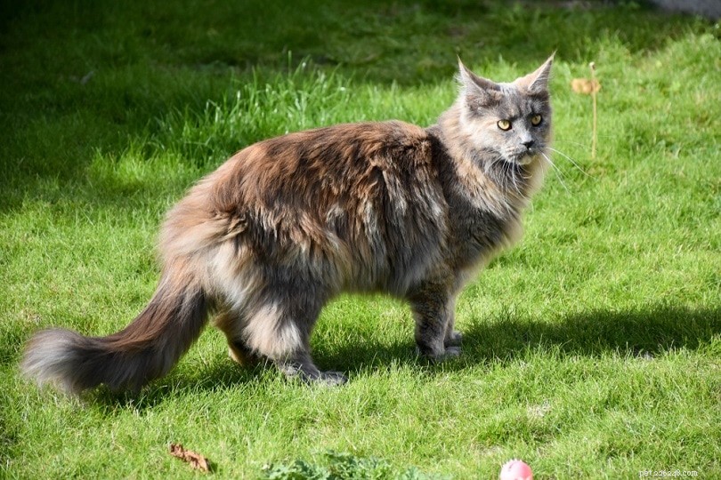 6 raças de gatos de celeiro adequadas para a fazenda (e os benefícios)