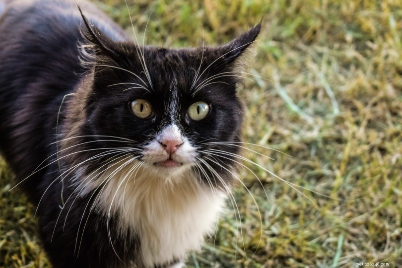 6 races de chats de grange adaptées à la ferme (et aux avantages) 