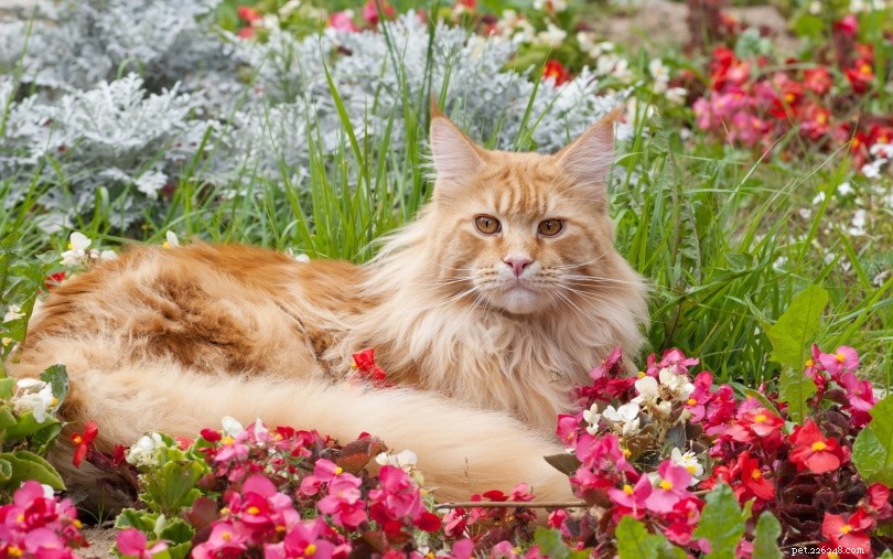 32 rostlin, které jsou bezpečné pro kočky