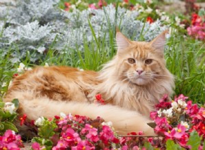 32 растения, безопасных для кошек