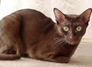 Os gatos marrons são raros?