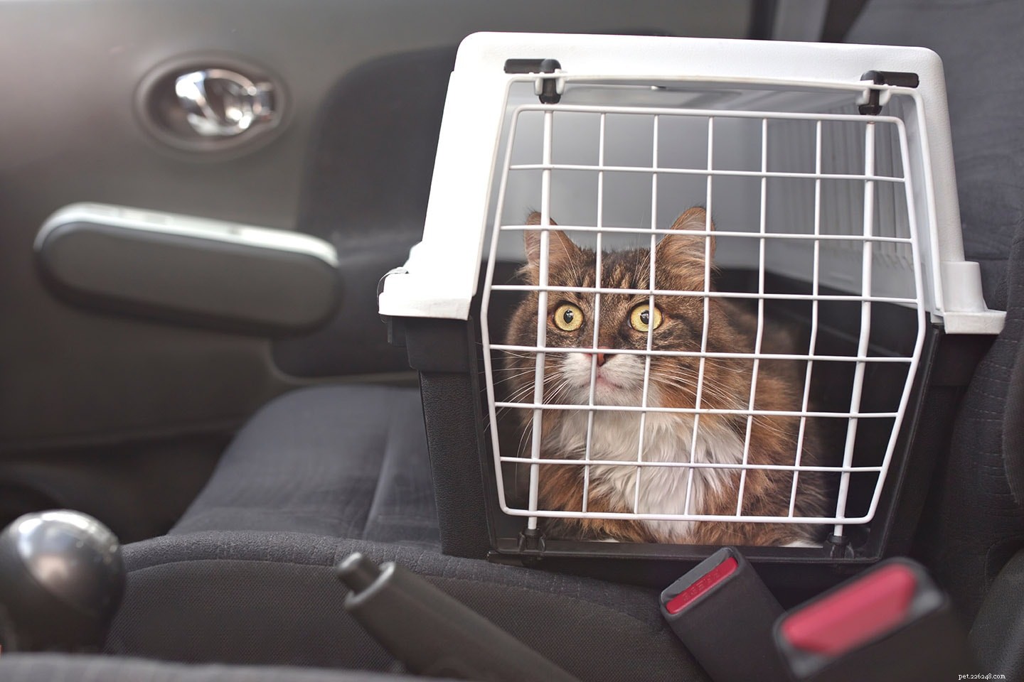 Een kat kalmeren in de auto (8 bewezen methoden)