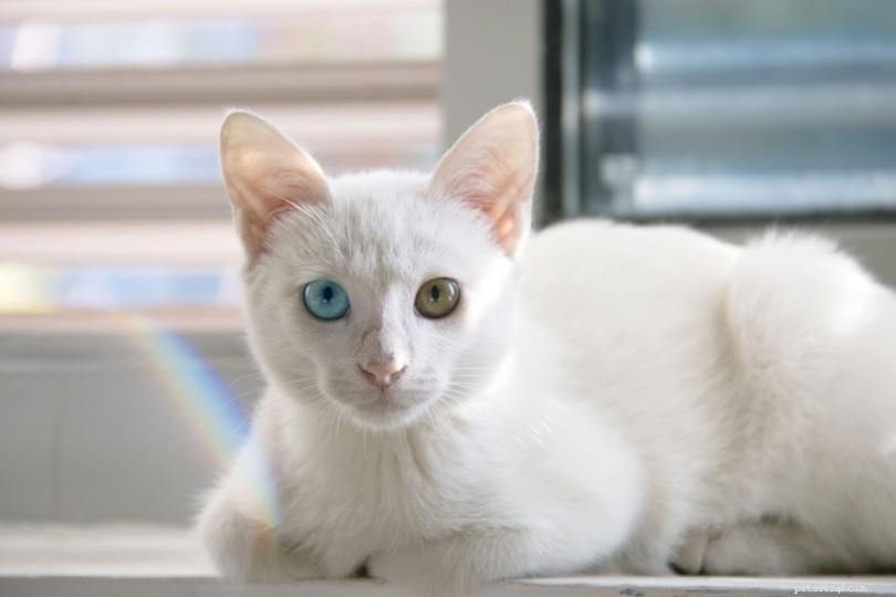 Proč mají některé kočky dvě různé barvy očí?