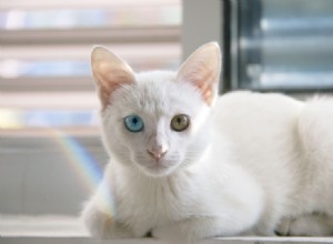 일부 고양이의 눈 색깔이 다른 이유는 무엇입니까?