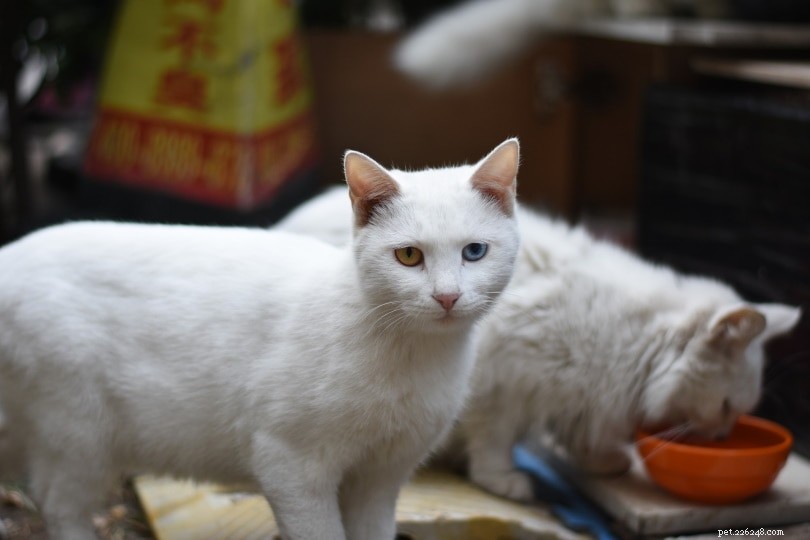 Varför har vissa katter två olika färgade ögon?