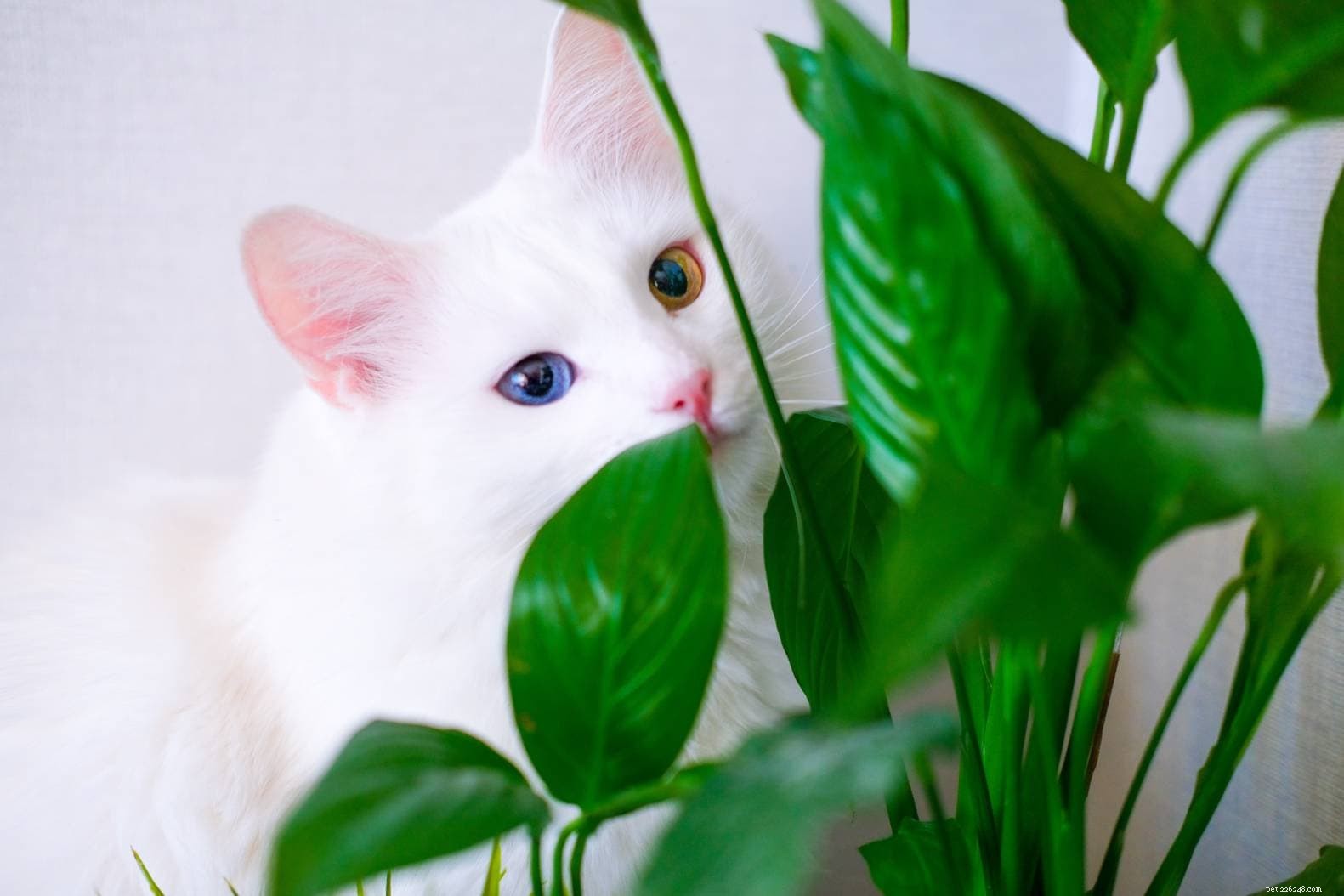 평화 백합은 고양이에게 유독합니까? 알아야 할 사항!