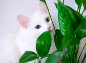 평화 백합은 고양이에게 유독합니까? 알아야 할 사항!