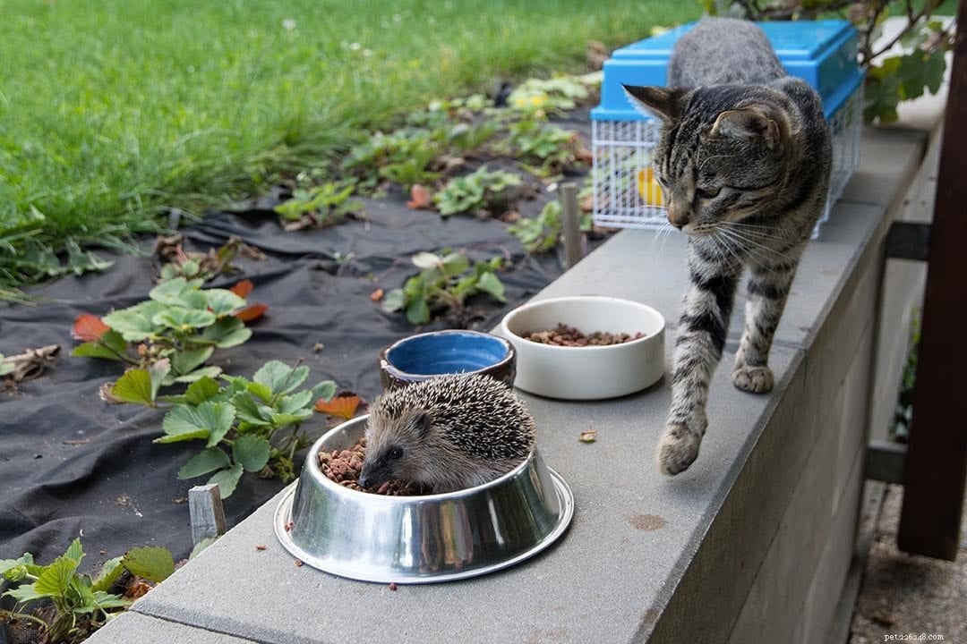 Les hérissons peuvent-ils manger de la nourriture pour chat ? Ce que vous devez savoir !