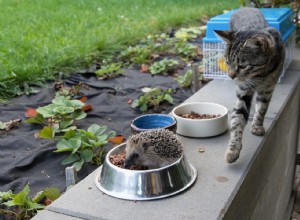 Les hérissons peuvent-ils manger de la nourriture pour chat ? Ce que vous devez savoir !