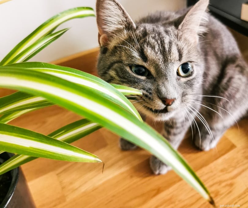 Jsou pavoučí rostliny pro kočky toxické? Co potřebujete vědět!
