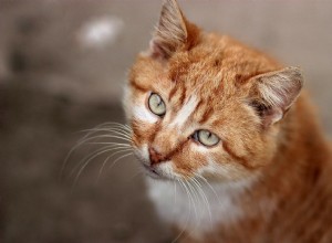 Todos os gatos laranja são machos? O que você precisa saber! 