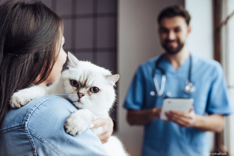 獣医の前と獣医であなたの猫を落ち着かせる方法（8つの証明された方法） 