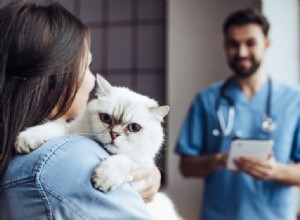 獣医の前と獣医であなたの猫を落ち着かせる方法（8つの証明された方法） 