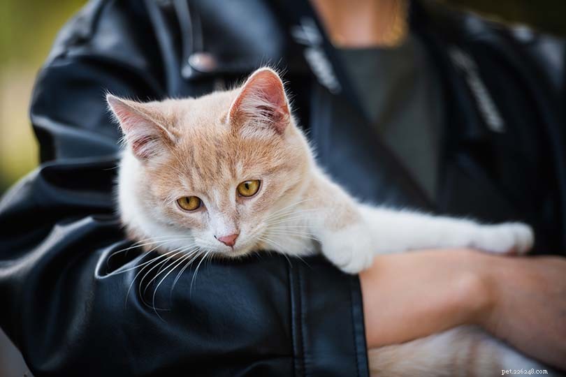 Como acalmar seu gato antes e no veterinário (8 métodos comprovados)