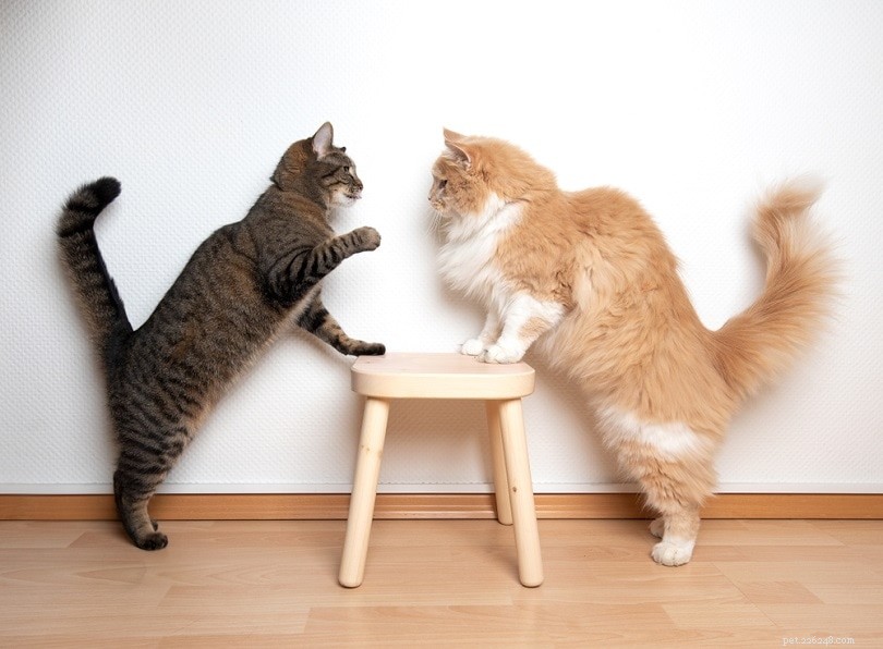 3 sätt att se om katter leker eller slåss