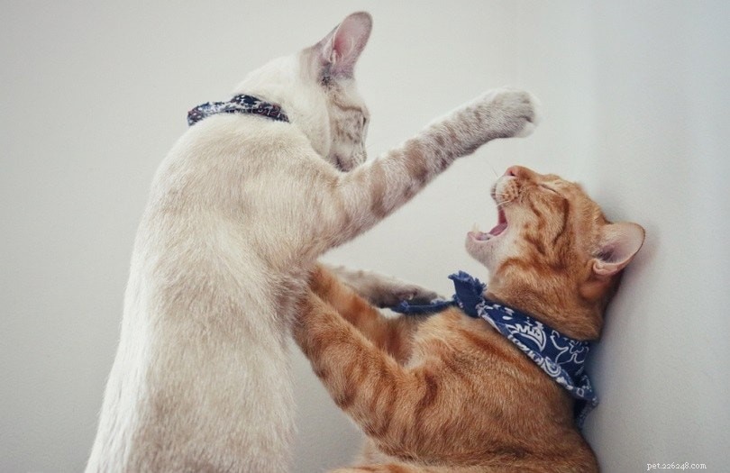 3 maneiras de saber se os gatos estão brincando ou brigando