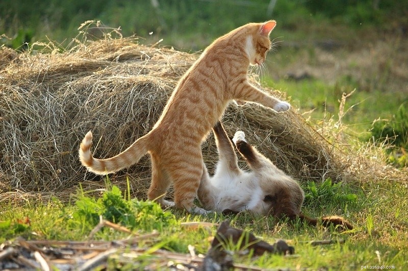 猫が遊んでいるのか戦っているのかを知る3つの方法 