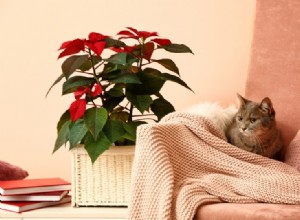 Les poinsettias sont-ils toxiques pour les chats ? Ce que vous devez savoir !