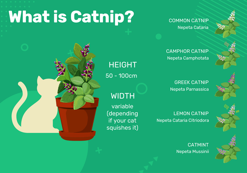 キャットニップとは何ですか？それは私の猫にどのように影響しますか？ （インフォグラフィック付き） 