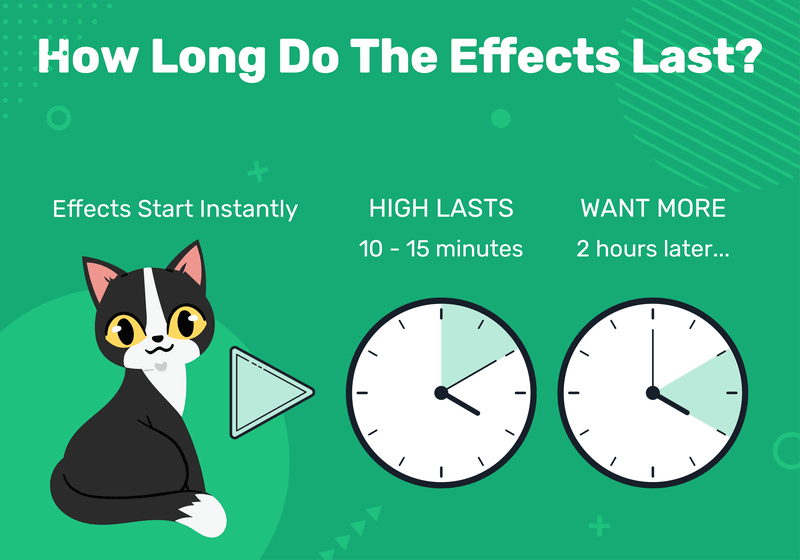 Wat is kattenkruid en hoe beïnvloedt het mijn kat? (Met infographic)