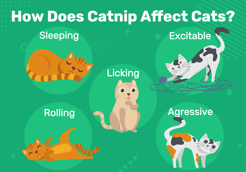 Что такое кошачья мята и как она влияет на мою кошку? (с инфографикой)