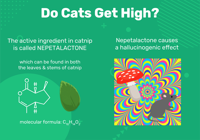 Wat is kattenkruid en hoe beïnvloedt het mijn kat? (Met infographic)