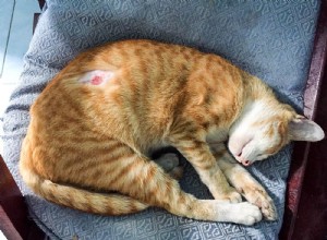 Hot spots på katter:vad de är och hur man behandlar dem