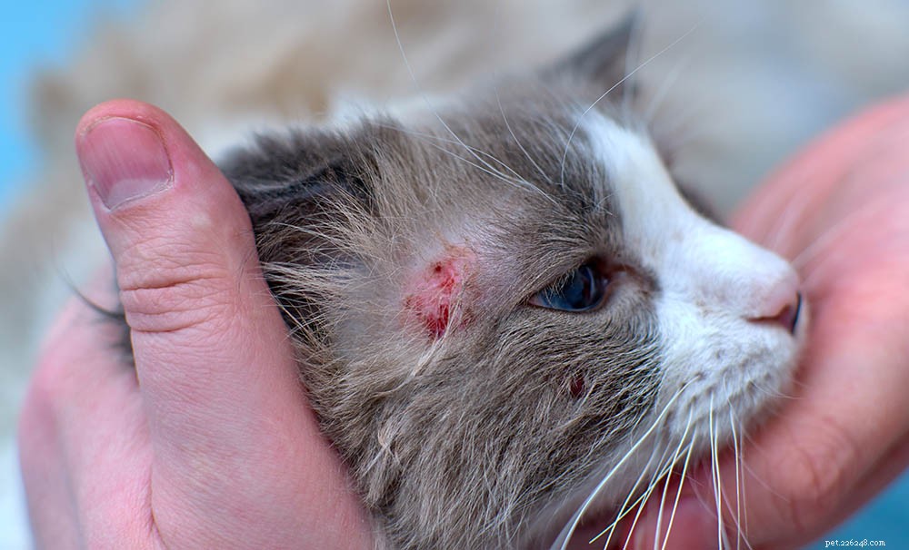 Hot spots på katter:vad de är och hur man behandlar dem