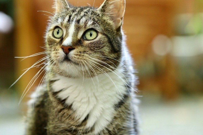 猫のひげの倦怠感：猫とは何か、猫を助ける方法