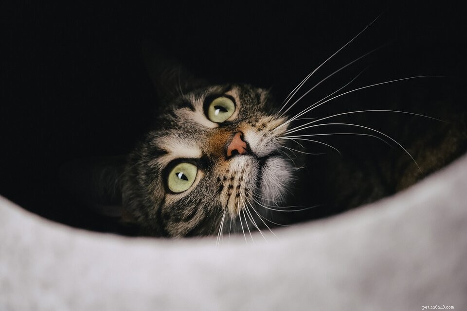 Whisker-vermoeidheid bij katten:wat het is en hoe u uw kat kunt helpen