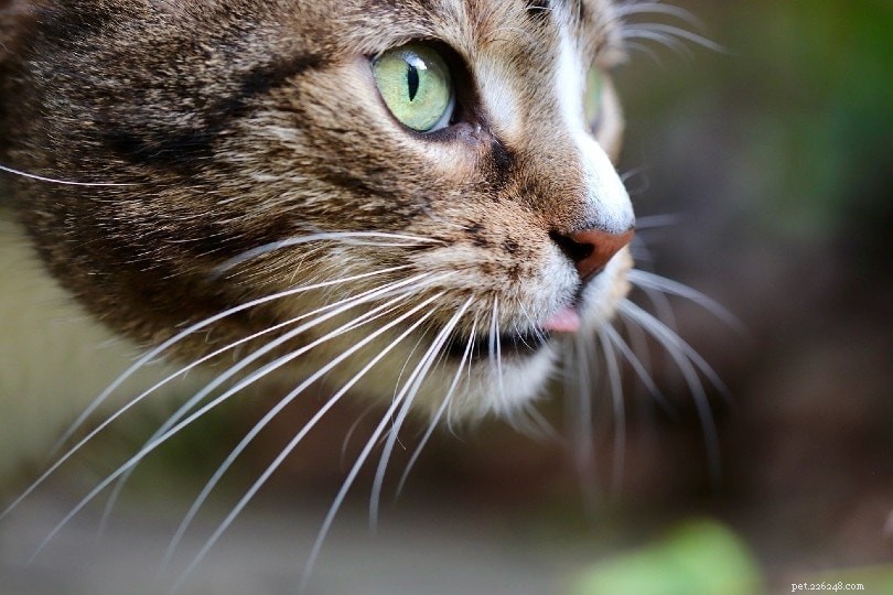 Fadiga de bigode em gatos:o que é e como ajudar seu gato