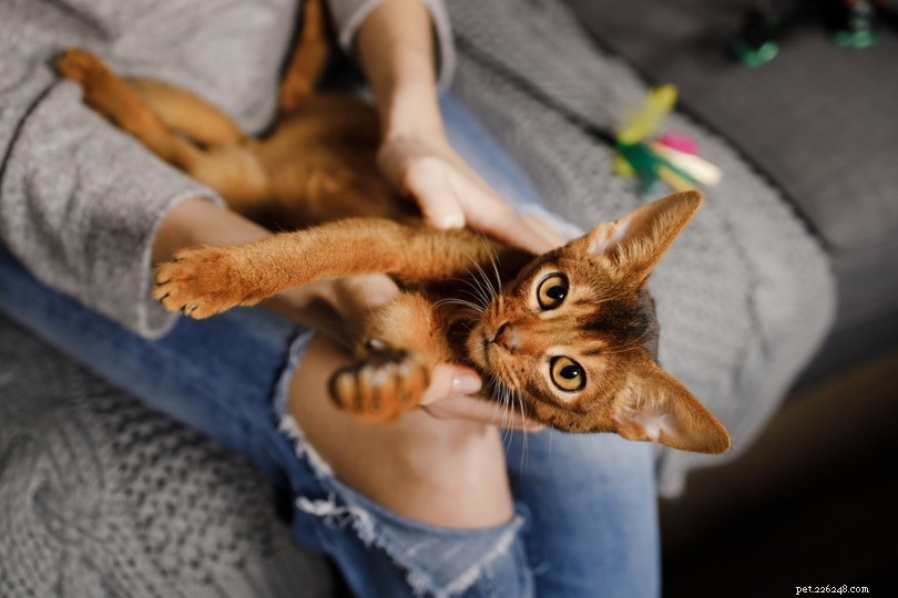 Les chats sont-ils chatouilleux ? Ce que vous devez savoir !