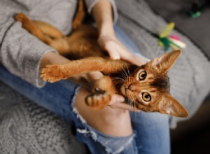 Är katter kittliga? Vad du behöver veta!