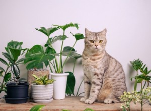 고양이에게 안전한(그리고 피해야 할) 허브 11가지