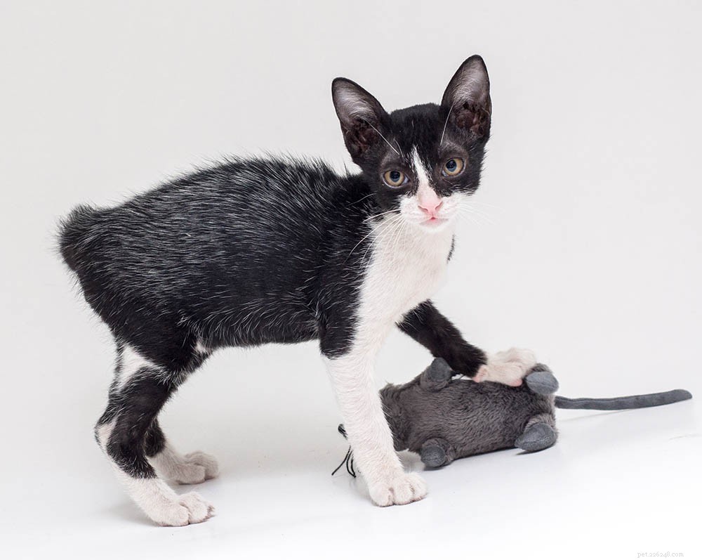 Casacos de febre em gatos:o que é? É ruim? O que você precisa saber!
