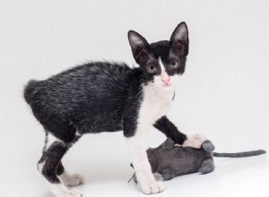 Fever Coats chez les chats :qu est-ce que c est ? Est-il mauvais? Ce que vous devez savoir !