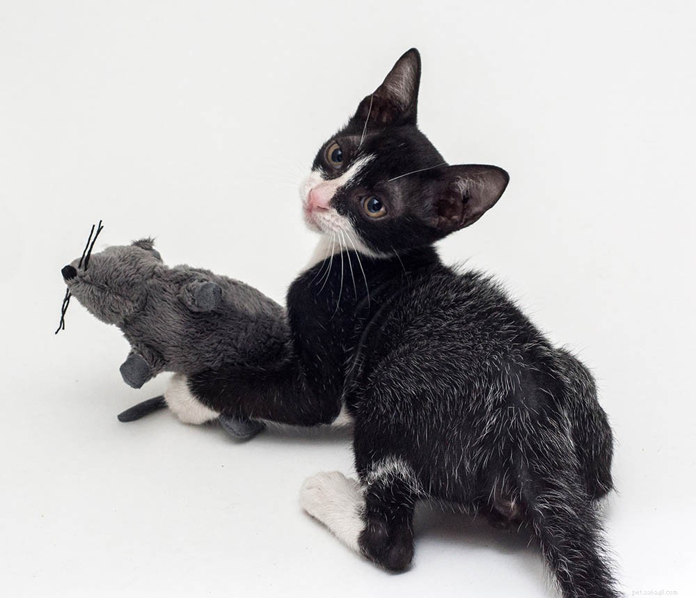 Fever Coats chez les chats :qu est-ce que c est ? Est-il mauvais? Ce que vous devez savoir !