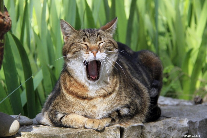 I gigli sono tossici per i gatti? Cosa devi sapere