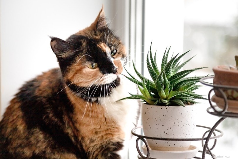 옥 식물은 고양이에게 유독합니까? 알아야 할 사항!
