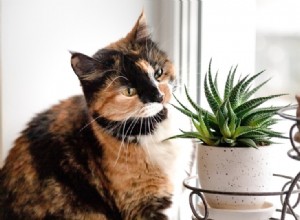 多肉植物は猫に有毒ですか？あなたが知る必要があること！ 