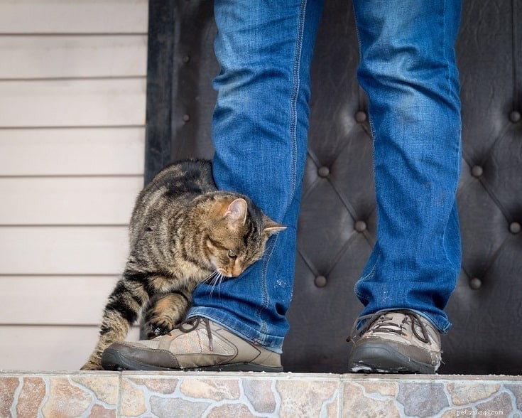 10 segni di ansia da separazione nei gatti (e cosa fare al riguardo)