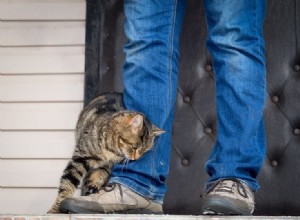 고양이의 분리 불안 징후 10가지(및 대처 방법)