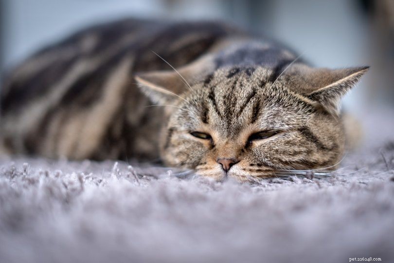 I gatti possono avere il singhiozzo:perché si verificano e come fermarli