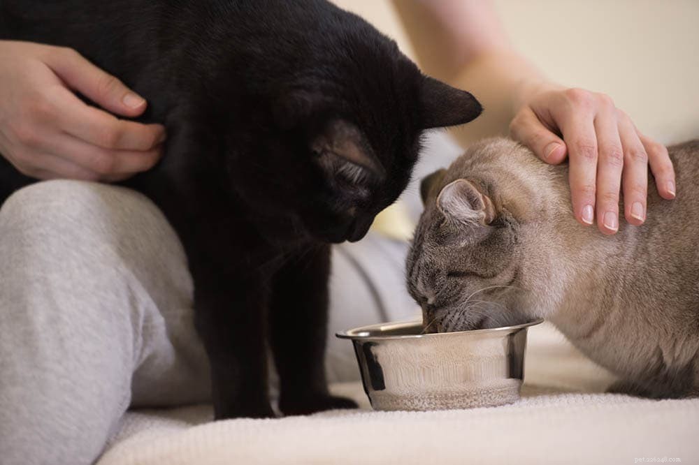 10 tekenen van verlatingsangst bij katten (en wat eraan te doen)