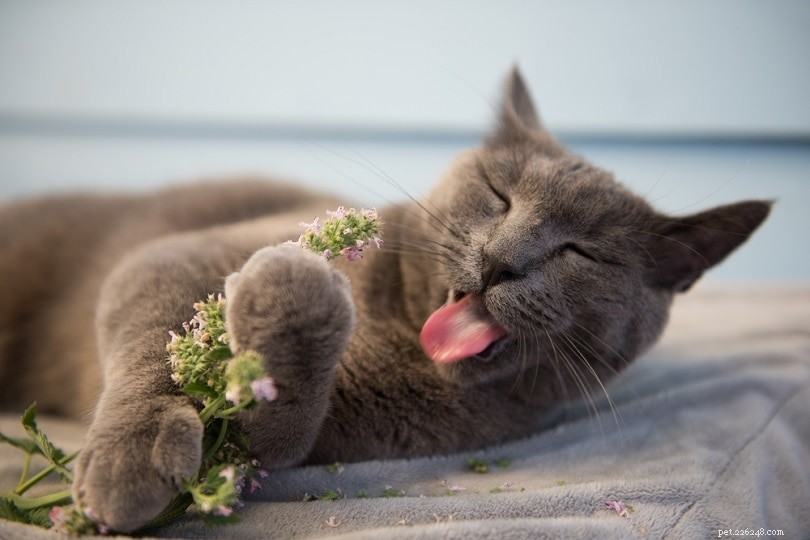 Perché ai gatti piace l erba gatta? Cosa devi sapere!