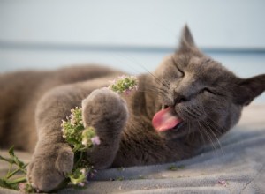 Pourquoi les chats aiment-ils l herbe à chat ? Ce que vous devez savoir !