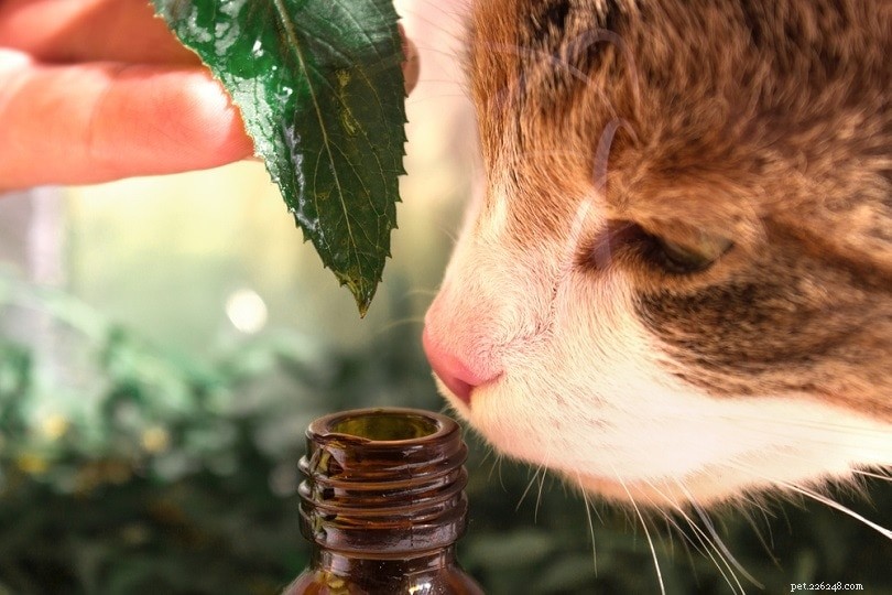 Quais óleos essenciais são seguros para difundir em gatos?